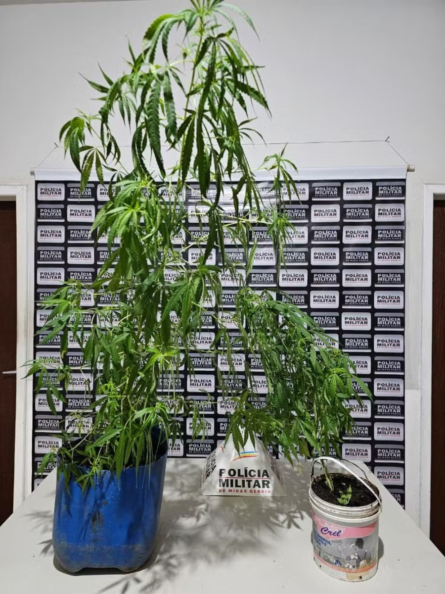Polícia apreende pés de maconha em casa no bairro Caiçara após receber ligação de mulher que denunciou agressão e ameaças do companheiro